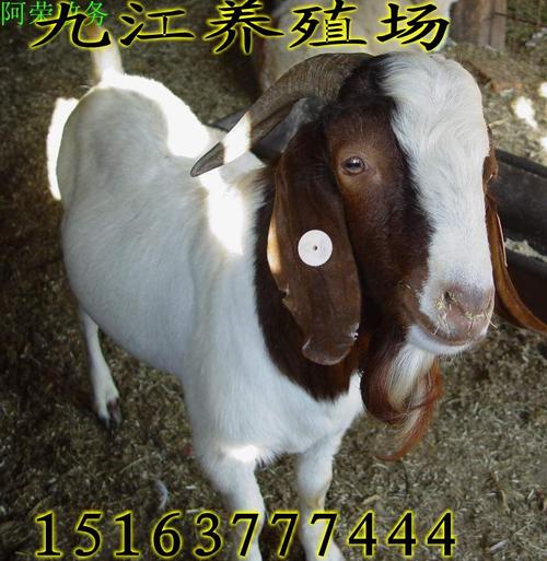 嘉祥九江养殖场供应黑山羊白山羊杜泊羊肉质鲜美