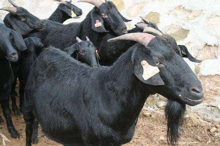 湖南黑山羊养殖场讲述黑山羊的采食特点