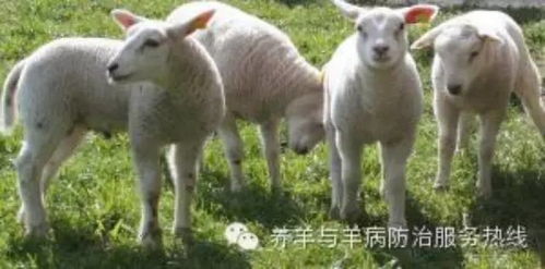 养羊人失败案例 引以为鉴